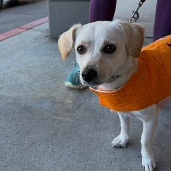 Enlarge Luna, a Adoptable Chihuahua in Pacifica, CA image 4/5