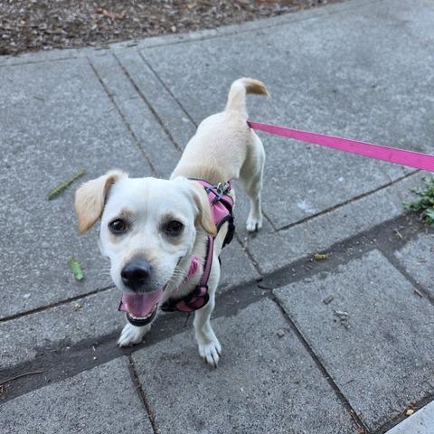 Enlarge Luna, a Adoptable Chihuahua in Pacifica, CA image 5/5