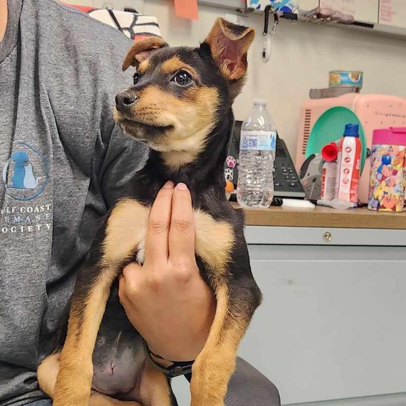 Enlarge Popcorn, a Adoptable mixed breed in New Fairfield, CT image 2/6