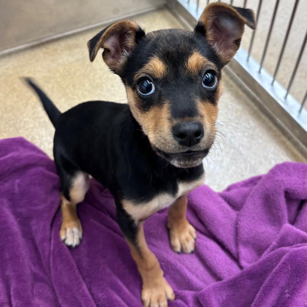 Enlarge Popcorn, a Adoptable mixed breed in New Fairfield, CT image 3/6