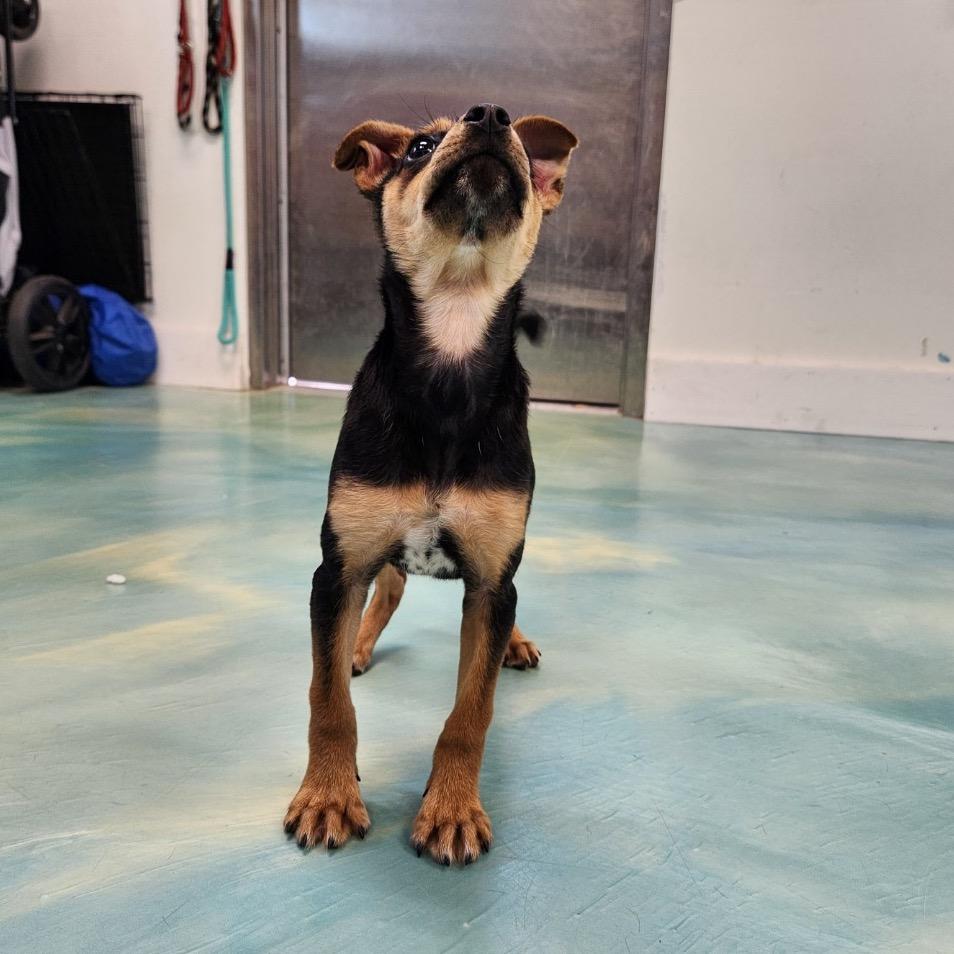 Enlarge Popcorn, a Adoptable mixed breed in New Fairfield, CT image 4/6