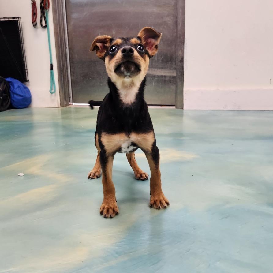 Enlarge Popcorn, a Adoptable mixed breed in New Fairfield, CT image 5/6