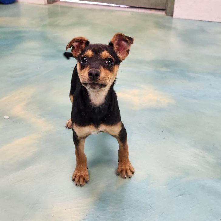 Enlarge Popcorn, a Adoptable mixed breed in New Fairfield, CT image 6/6