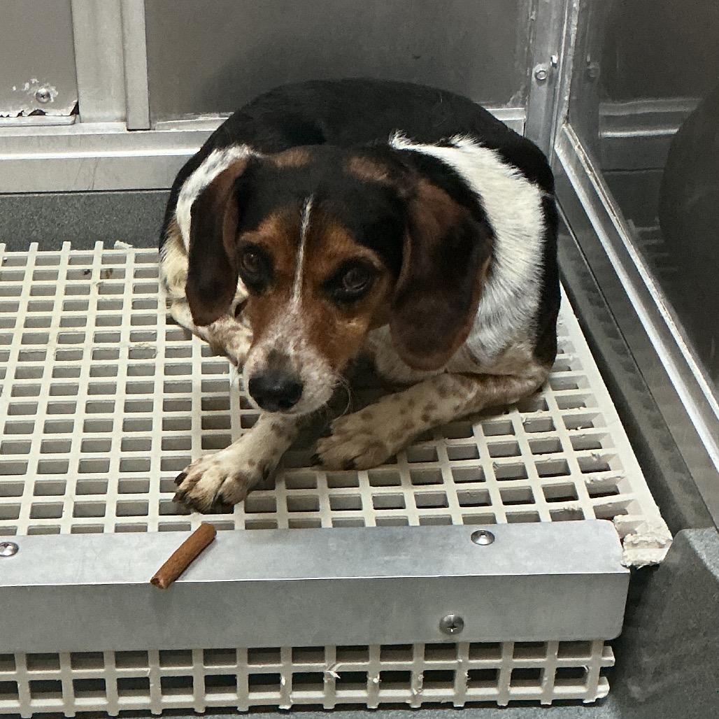 Enlarge Sherlock, a Adoptable Beagle in Elizabeth City, NC image 1/1