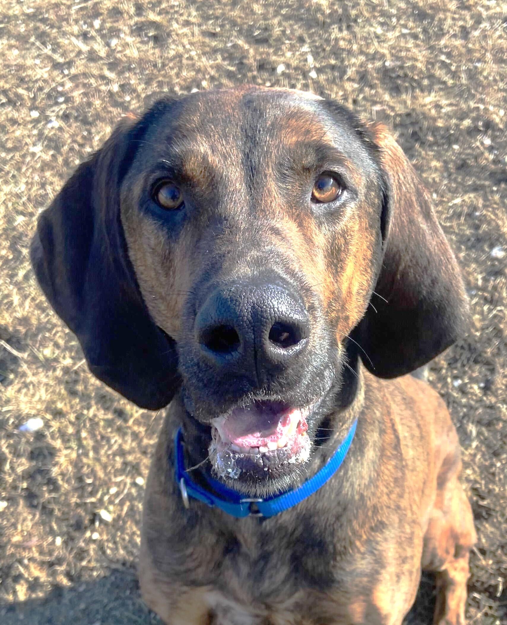 Bubba, Adult Male Plott Hound