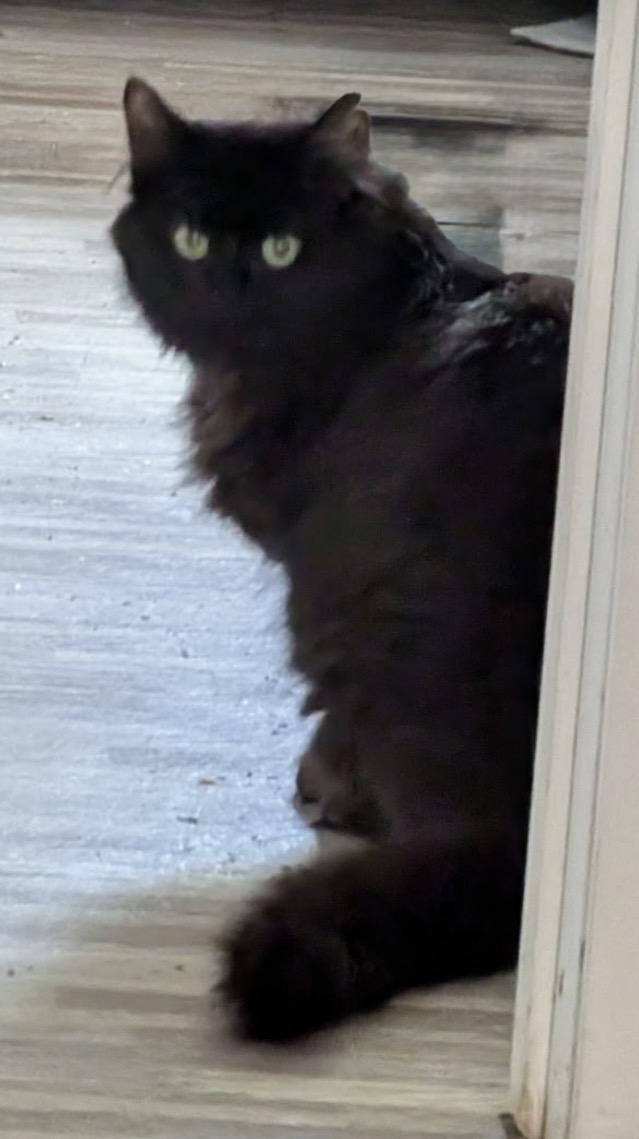 Pepper, a Adoptable Domestic Long Hair in Troy, MI image 2/5