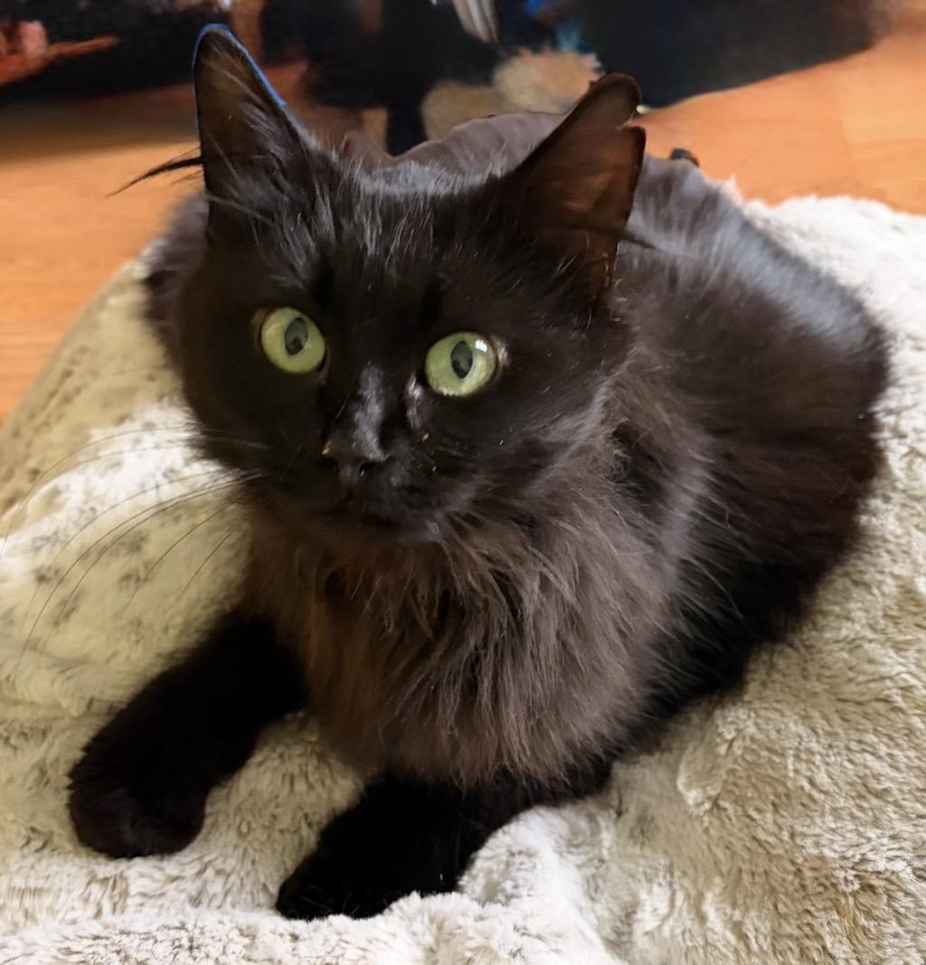 Pepper, a Adoptable Domestic Long Hair in Troy, MI image 3/5