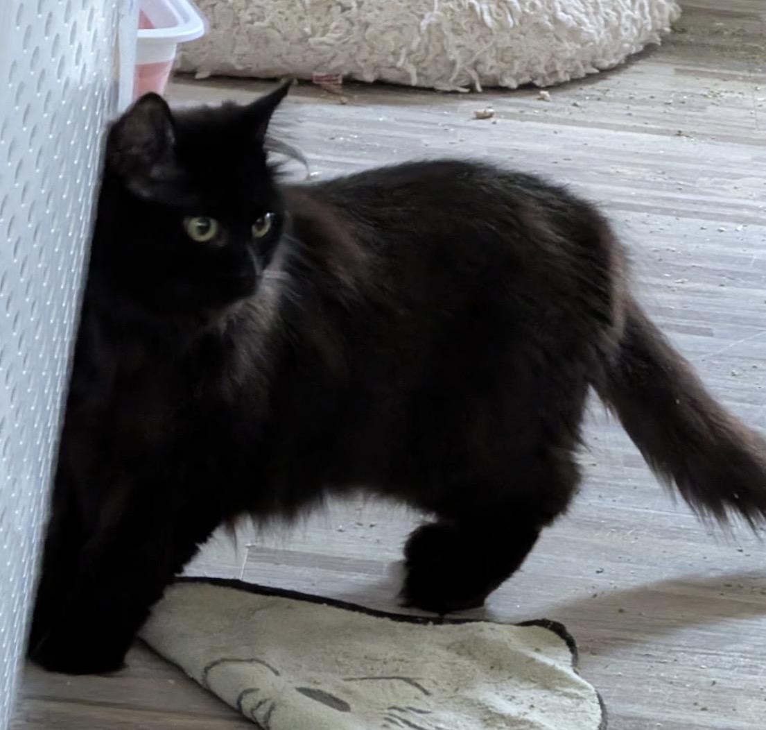 Pepper, a Adoptable Domestic Long Hair in Troy, MI image 4/5