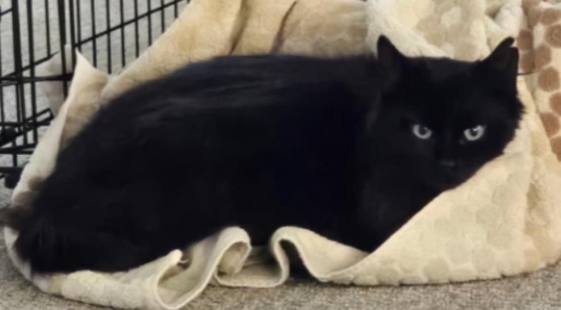 Pepper, a Adoptable Domestic Long Hair in Troy, MI image 5/5