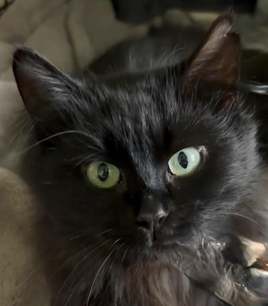 Pepper, Adoptable, Adult Female Domestic Long Hair.