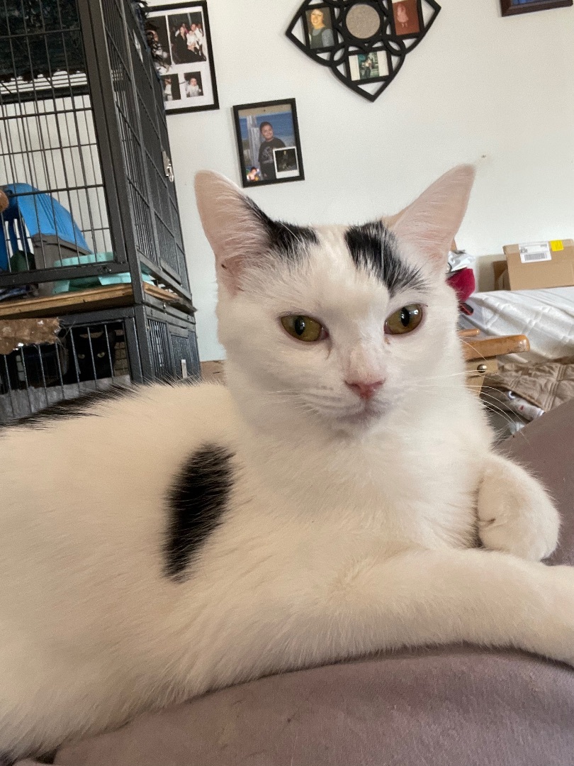 Dorothy , Adoptable, Young Female Turkish Van.