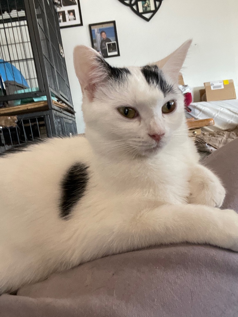 Enlarge Dorothy , a Adoptable mixed breed in Bell Gardens, CA image 2/6