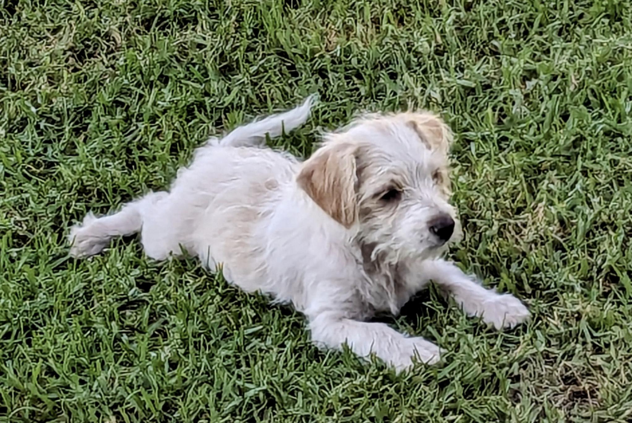 Alfie