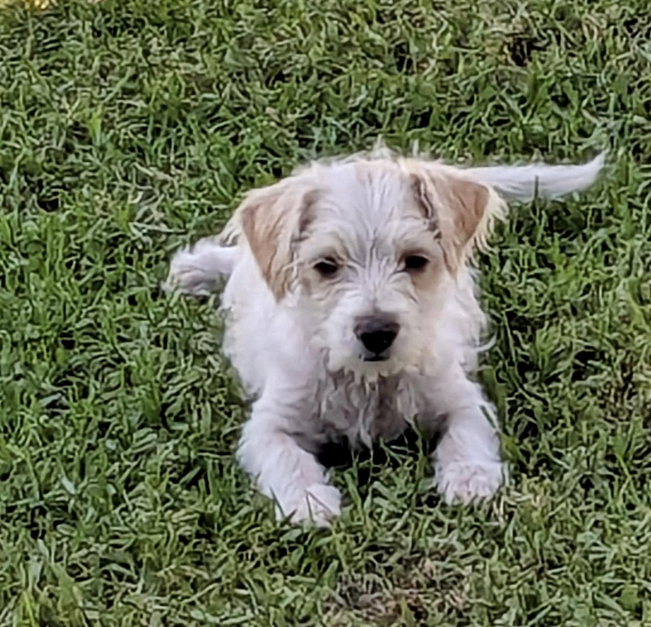 Alfie