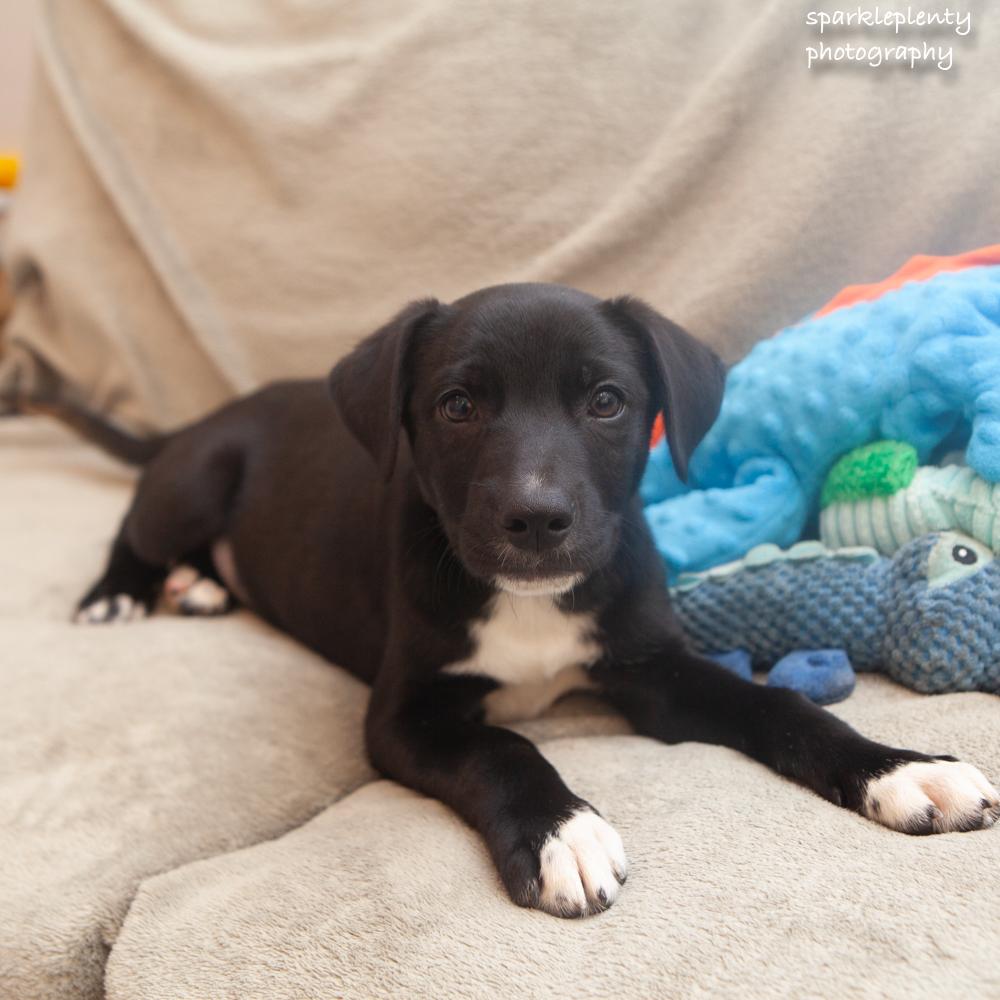 Enlarge Anakin, a Adoptable Mixed Breed in Ridgefield, CT image 1/3