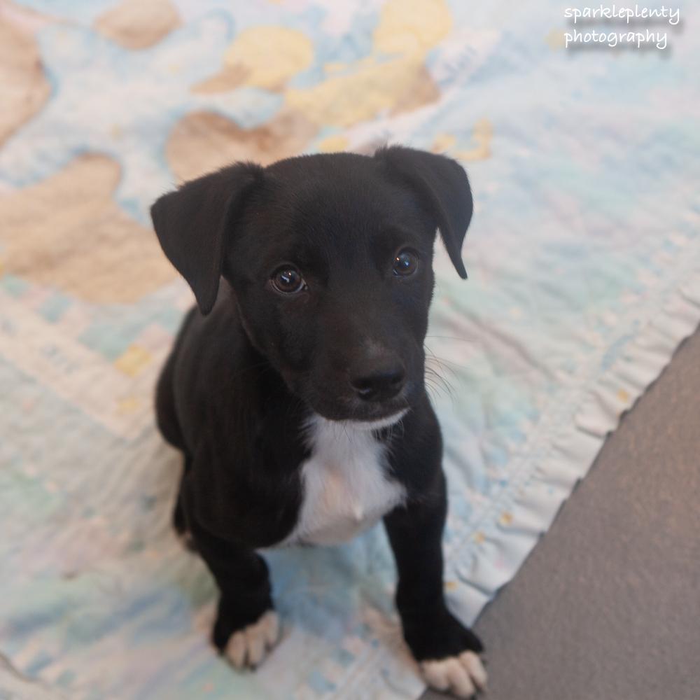 Enlarge Anakin, a Adoptable Mixed Breed in Ridgefield, CT image 3/3