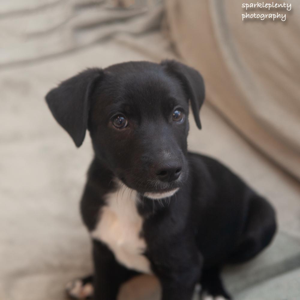 Enlarge Anakin, a Adoptable Mixed Breed in Ridgefield, CT image 2/3