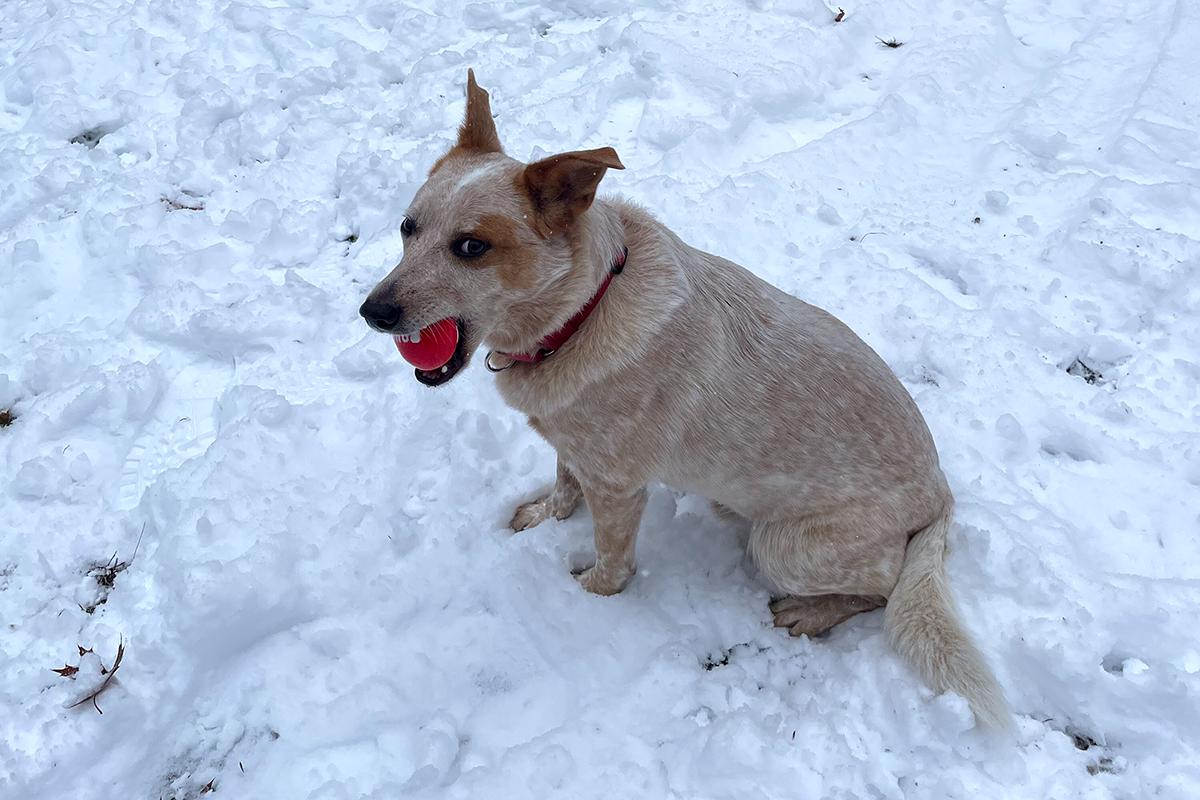 Enlarge Enzo - Courtesy Listing, a ADOPTABLE Australian Cattle Dog / Blue Heeler in Carlsbad Springs, ON image 4/5