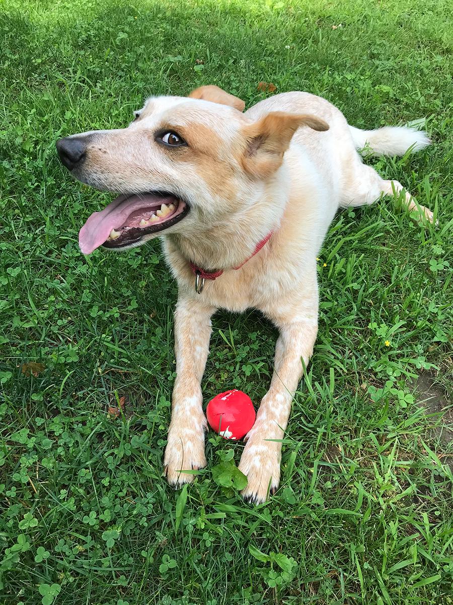 Enlarge Enzo - Courtesy Listing, a ADOPTABLE Australian Cattle Dog / Blue Heeler in Carlsbad Springs, ON image 3/5