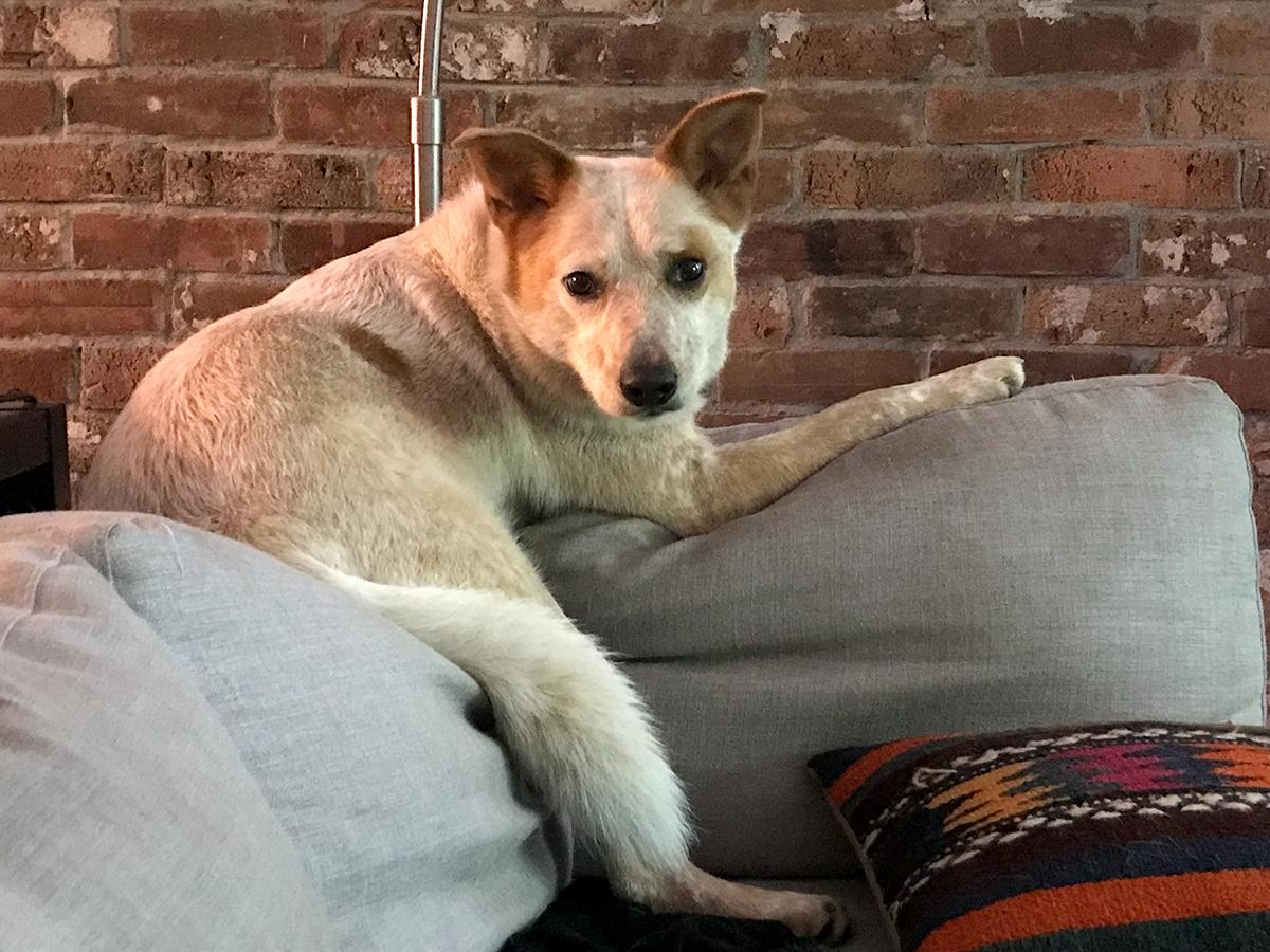 Enlarge Enzo - Courtesy Listing, a ADOPTABLE Australian Cattle Dog / Blue Heeler in Carlsbad Springs, ON image 1/5