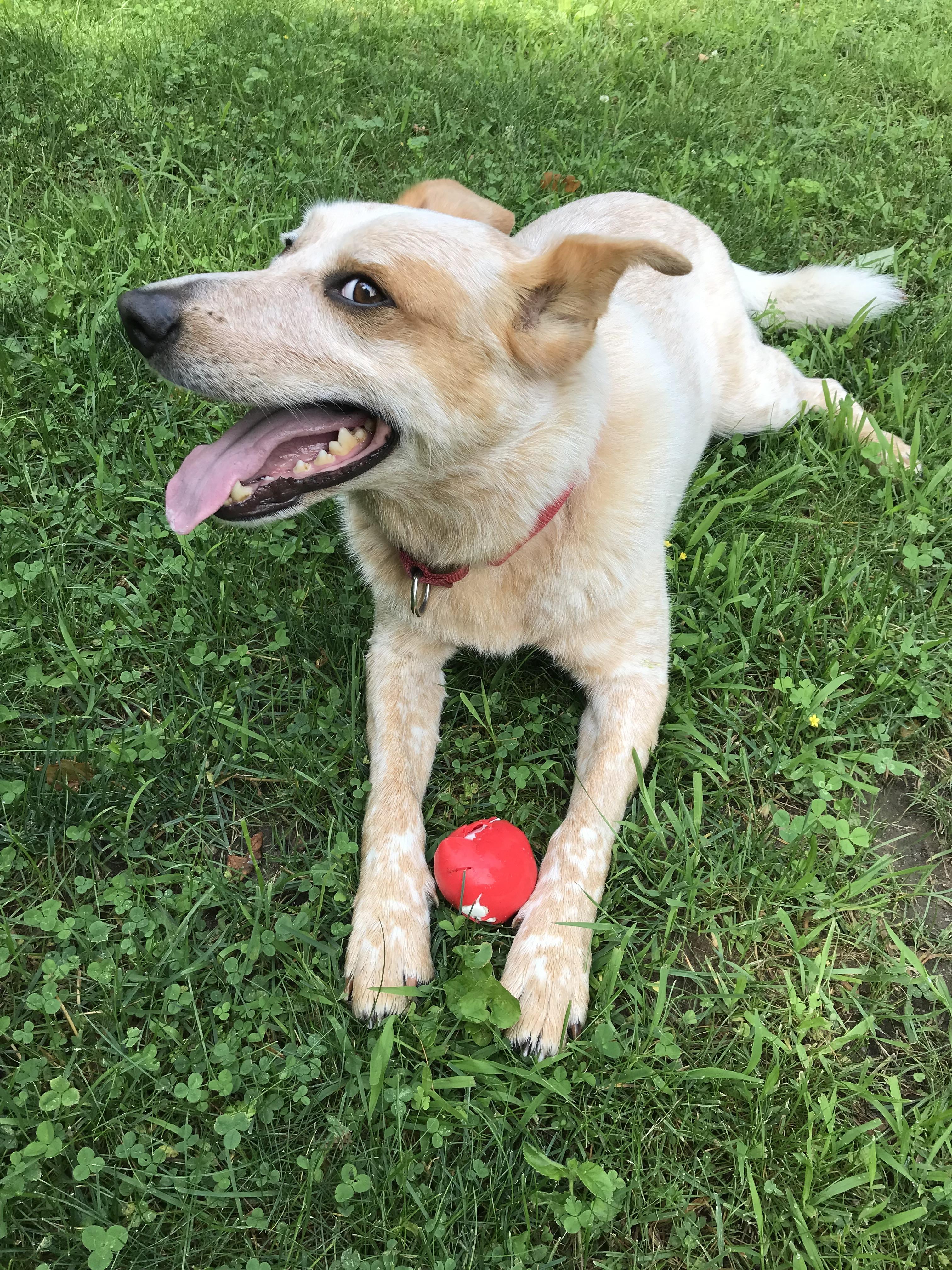 Enlarge Enzo - Courtesy Listing, a ADOPTABLE Australian Cattle Dog / Blue Heeler in Carlsbad Springs, ON image 5/5