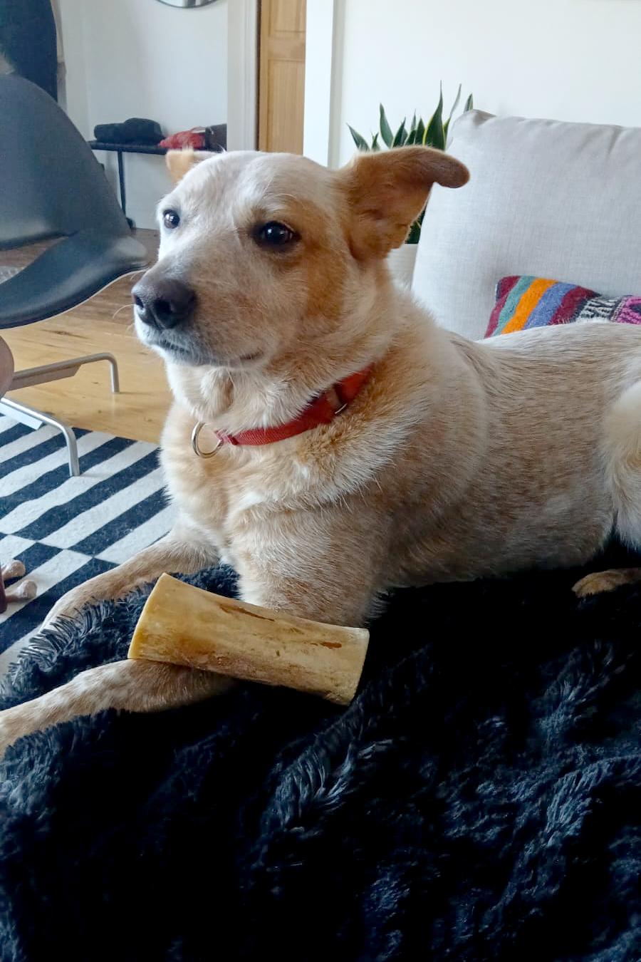 Enlarge Enzo - Courtesy Listing, a ADOPTABLE Australian Cattle Dog / Blue Heeler in Carlsbad Springs, ON image 2/5