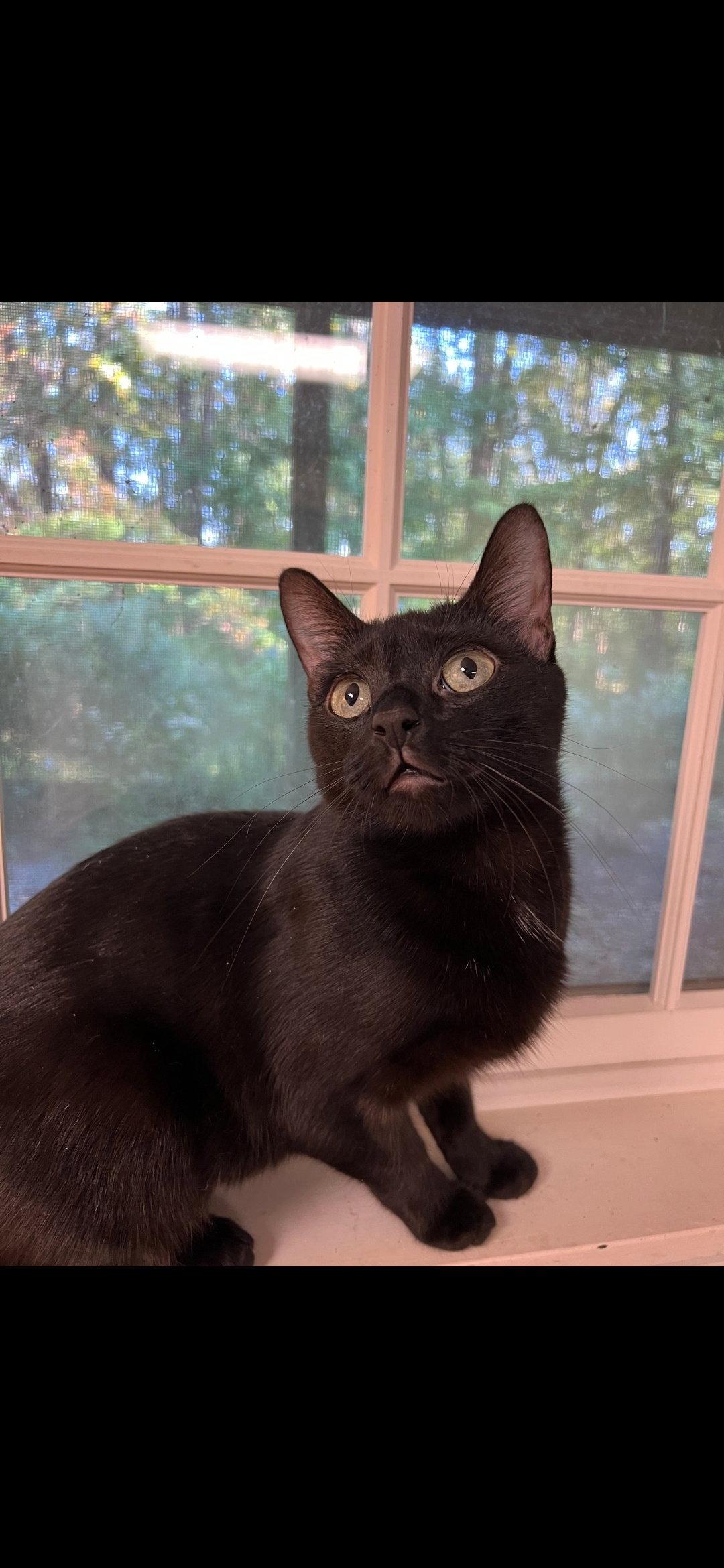 Enlarge Sasha, a Adopted Domestic Short Hair in Harrisburg, PA image 2/2