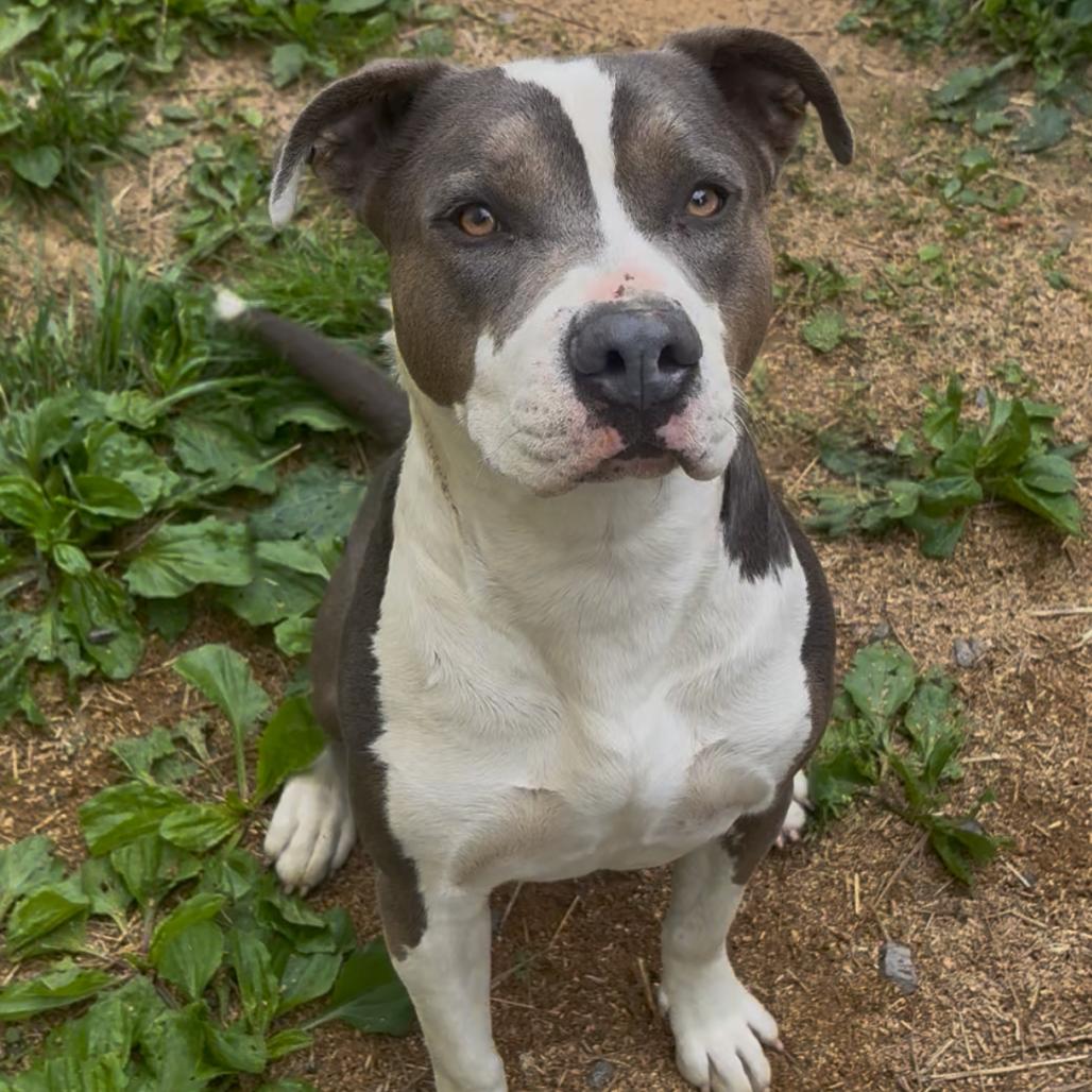 Downey, Adoptable, Adult Female Pit Bull Terrier & Husky.