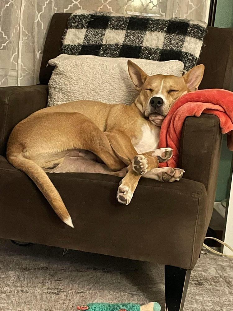 Richard, Adoptable, Adult Male Carolina Dog & Australian Kelpie.