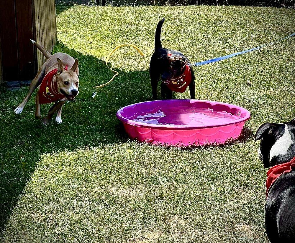 Enlarge Richard, a Adoptable mixed breed in Syracuse, NY image 2/6