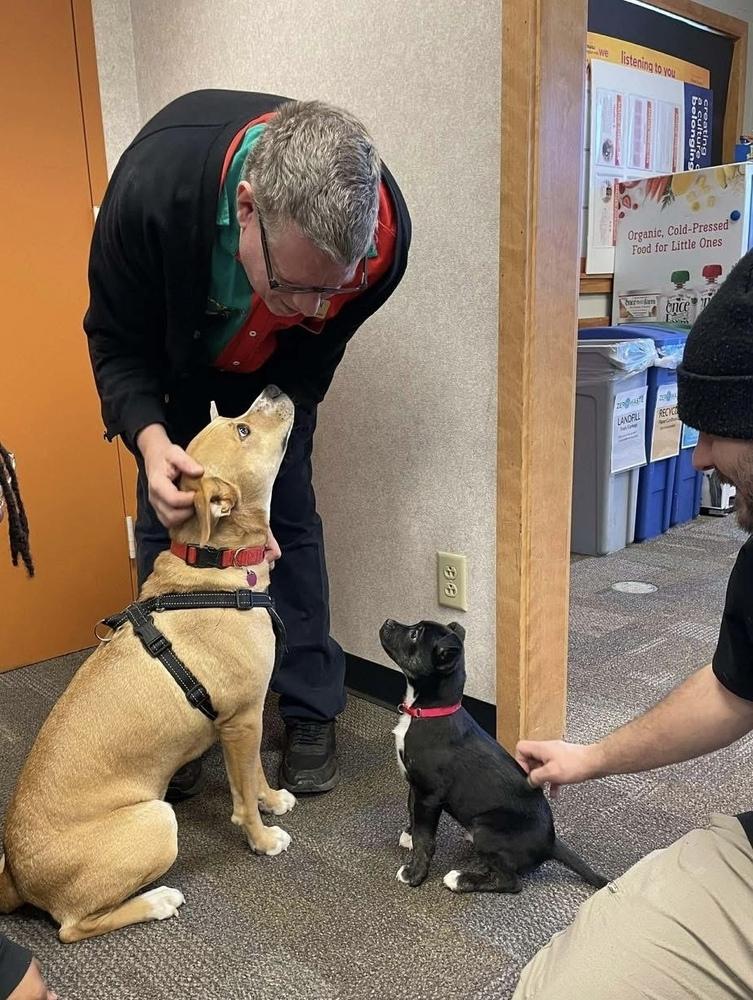Enlarge Richard, a Adoptable mixed breed in Syracuse, NY image 4/6