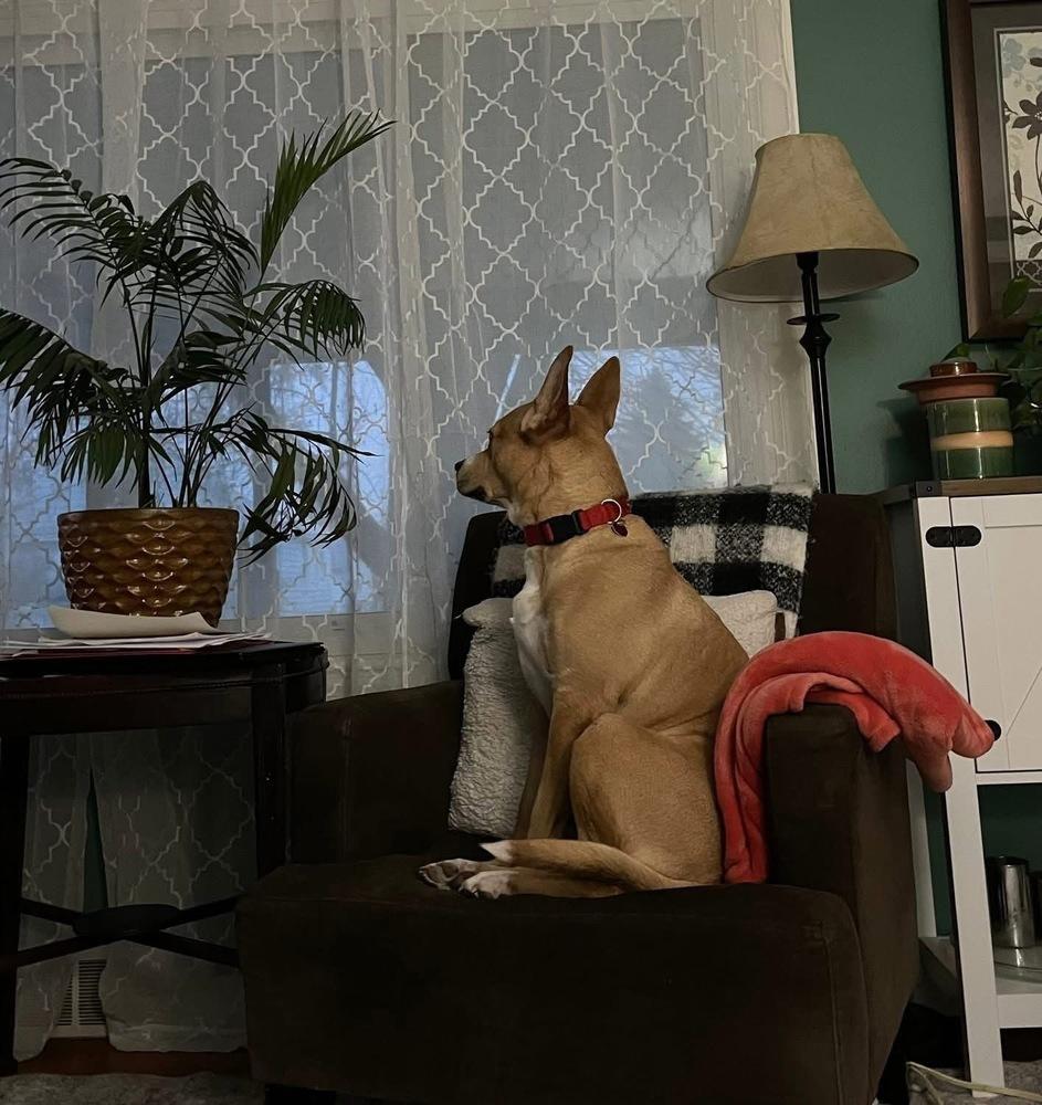 Enlarge Richard, a Adoptable mixed breed in Syracuse, NY image 5/6