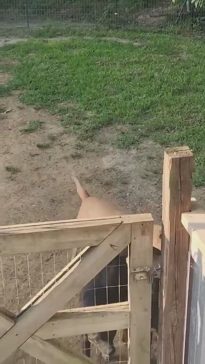 Enlarge Richard, a Adoptable mixed breed in Syracuse, NY video 6/6