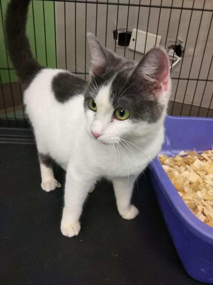 Creek, Adopted, Kitten Male Domestic Short Hair.