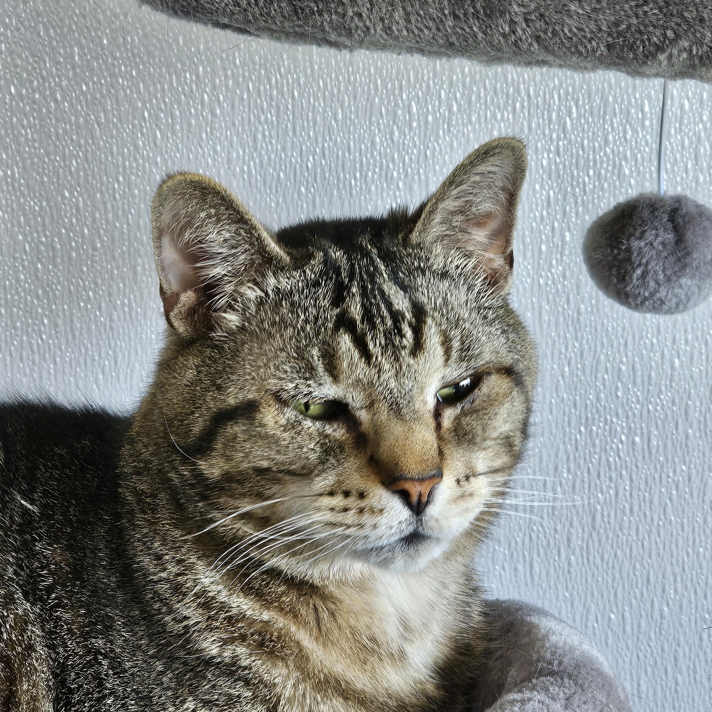 Starsky, Adopted, Senior Male Domestic Short Hair.