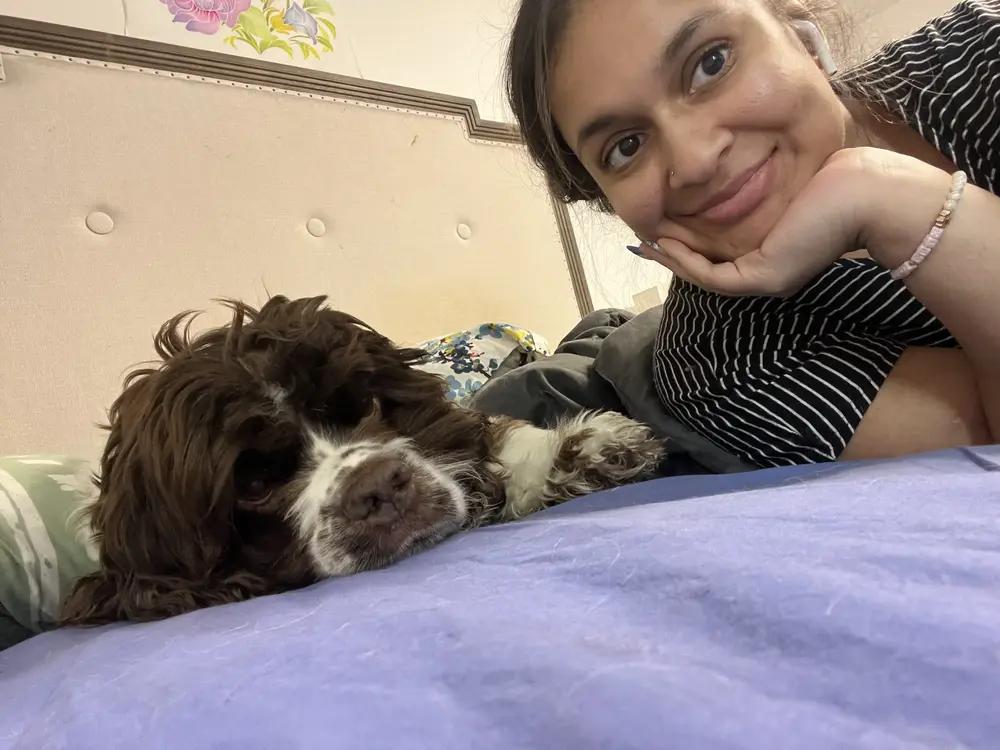 Buddy, Adoptable, Adult Male Cocker Spaniel.