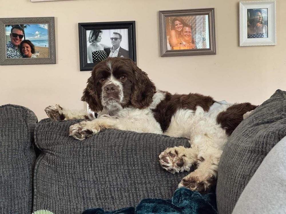 Enlarge Buddy, a Adoptable Cocker Spaniel in Bronx, NY image 2/6