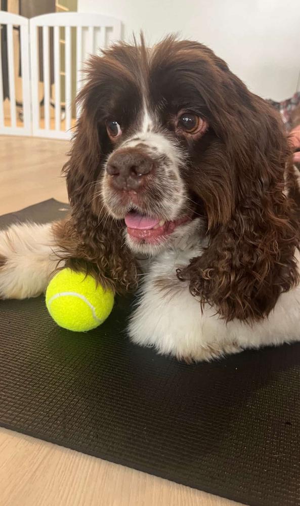 Enlarge Buddy, a Adoptable Cocker Spaniel in Bronx, NY image 4/6