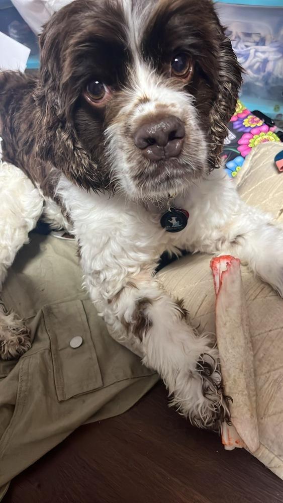 Enlarge Buddy, a Adoptable Cocker Spaniel in Bronx, NY image 5/6