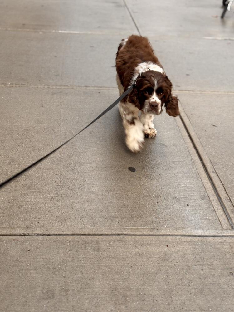 Enlarge Buddy, a Adoptable Cocker Spaniel in Bronx, NY image 6/6