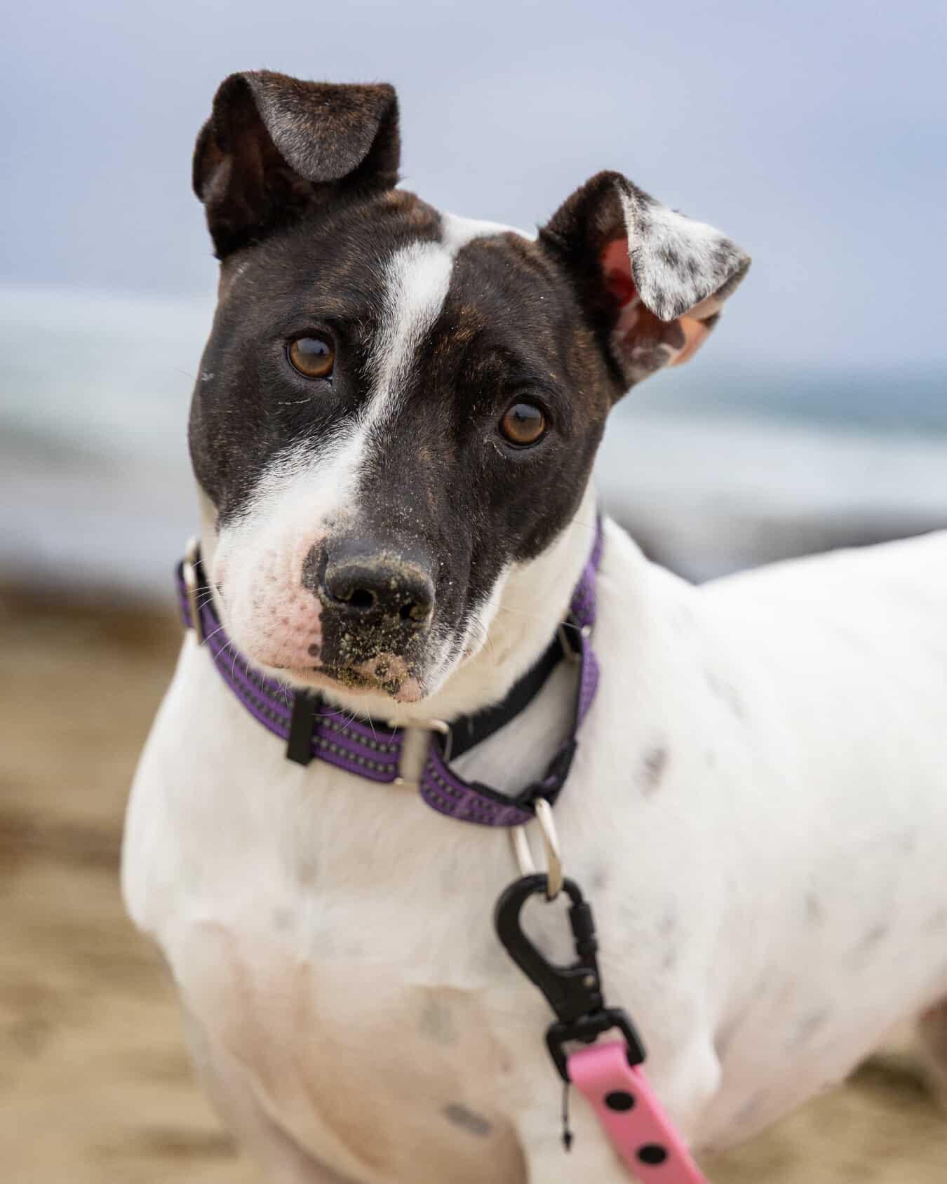 Enlarge Clara Belle, a ADOPTABLE mixed breed in Lompoc , CA image 4/6