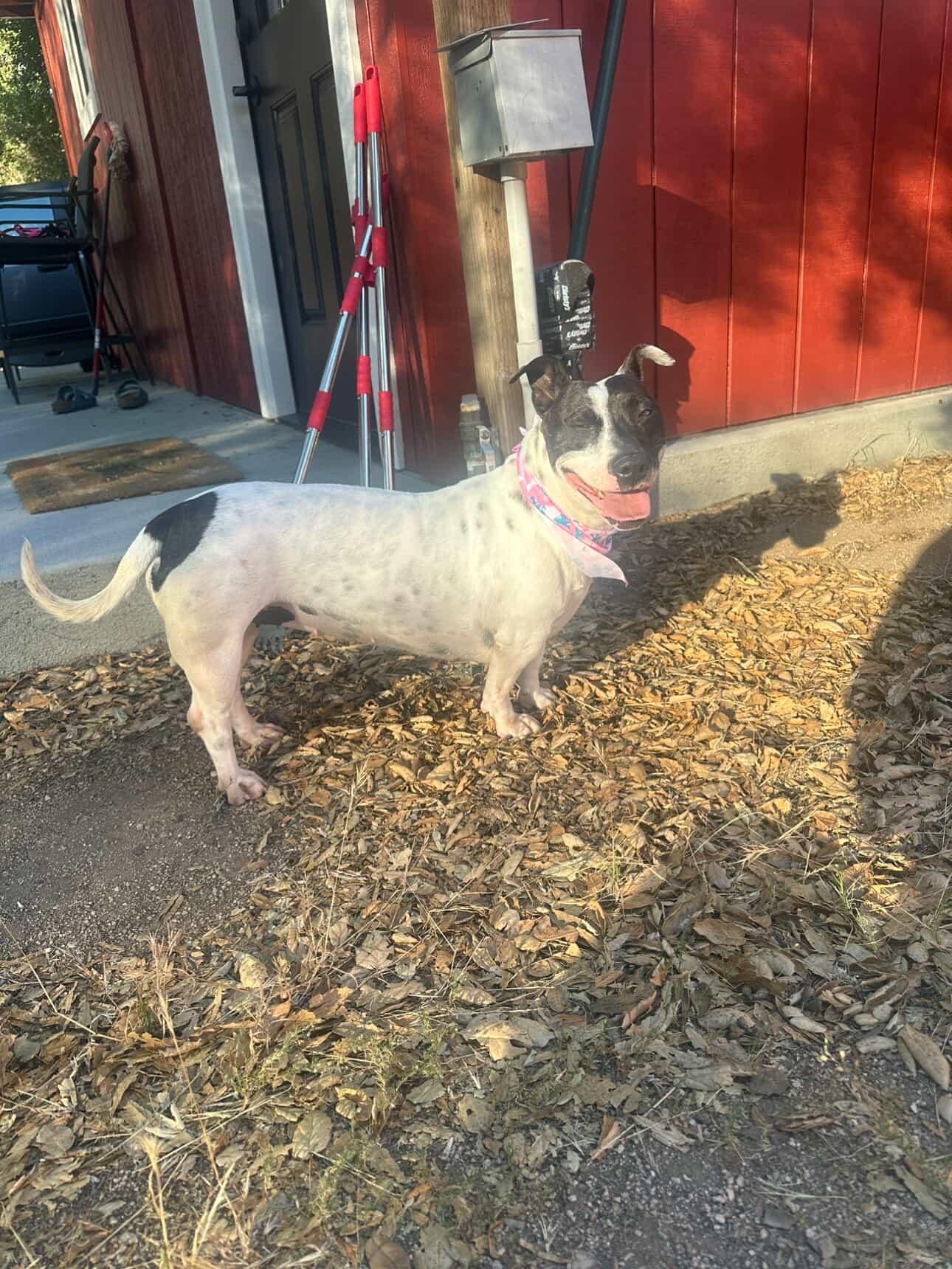 Enlarge Clara Belle, a ADOPTABLE mixed breed in Lompoc , CA image 2/6