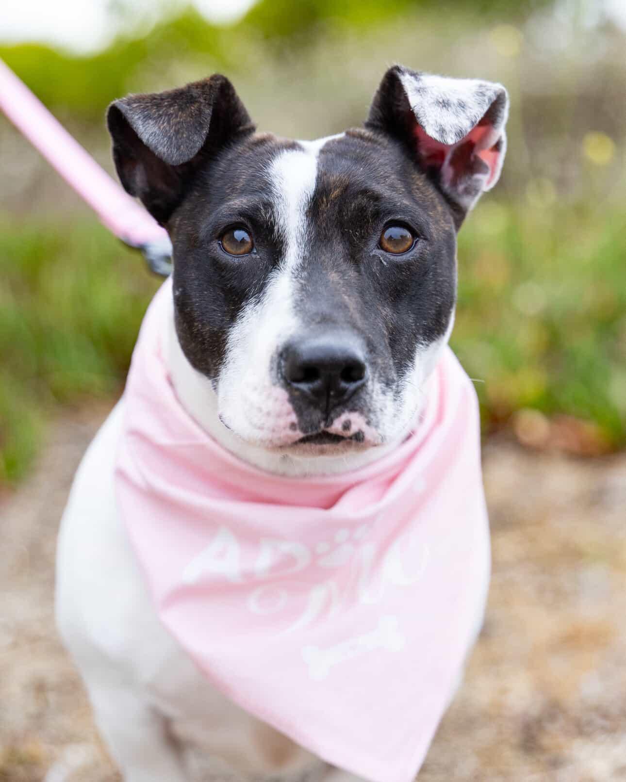 Enlarge Clara Belle, a ADOPTABLE mixed breed in Lompoc , CA image 3/6