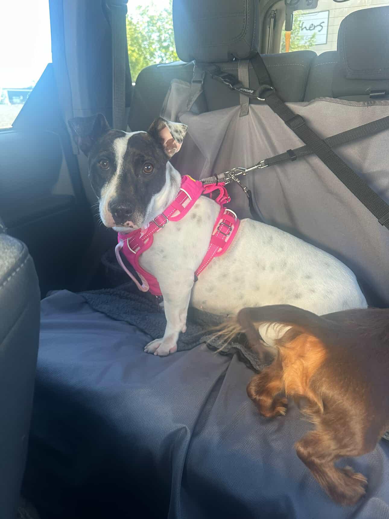 Enlarge Clara Belle, a ADOPTABLE mixed breed in Lompoc , CA image 5/6