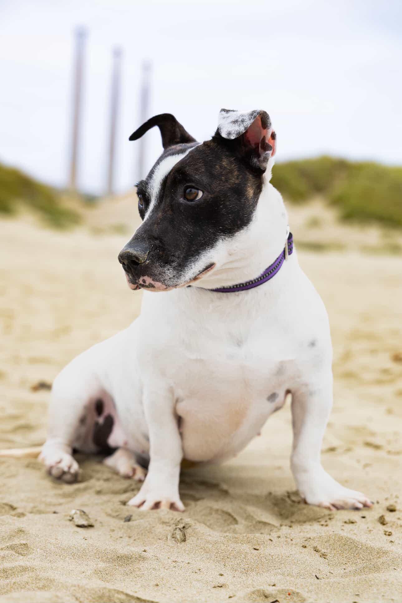 Enlarge Clara Belle, a ADOPTABLE mixed breed in Lompoc , CA image 1/6