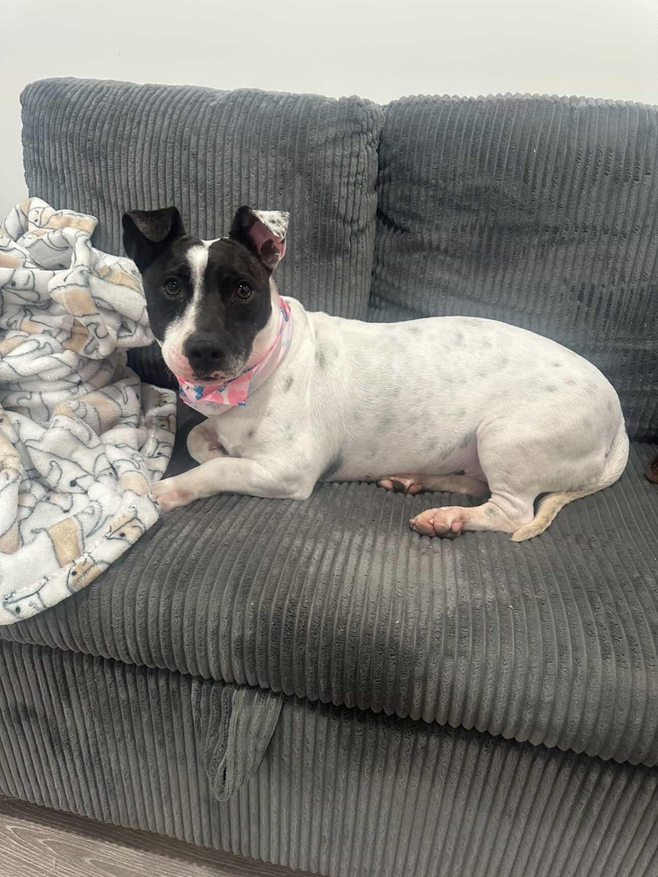 Enlarge Clara Belle, a ADOPTABLE mixed breed in Lompoc , CA image 6/6