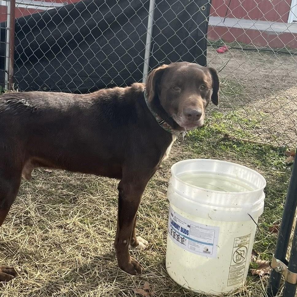 Enlarge Buddy, a Adoptable mixed breed in Milford, CT image 4/6