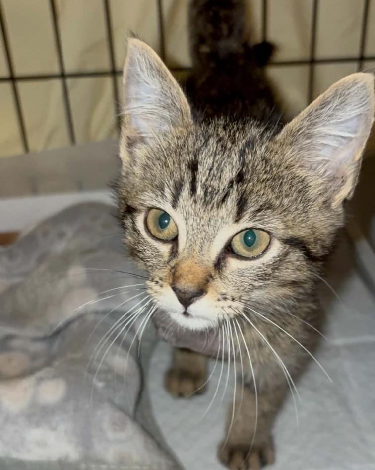 Enlarge Grease Monkey, an adopted Domestic Short Hair in LITTLE MOUNTAIN, SC image 4/5