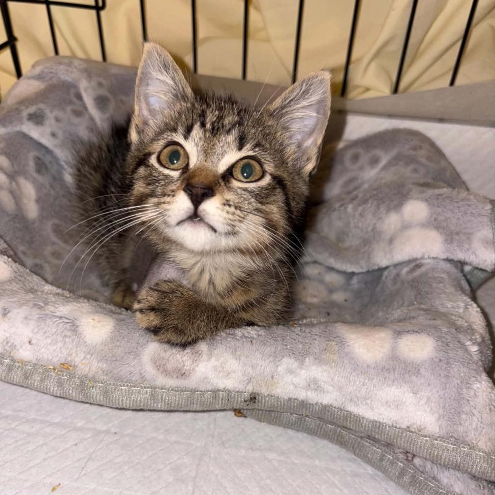 Enlarge Grease Monkey, an adopted Domestic Short Hair in LITTLE MOUNTAIN, SC image 2/5