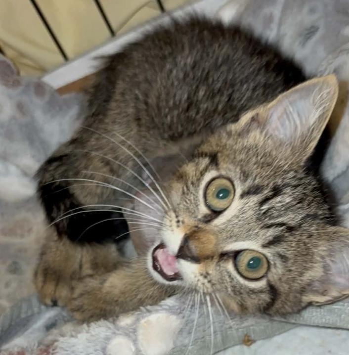 Enlarge Grease Monkey, an adopted Domestic Short Hair in LITTLE MOUNTAIN, SC image 5/5